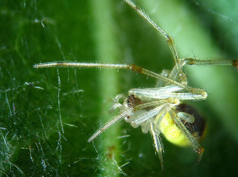 Theridion varians  - Sumirago (VA)
